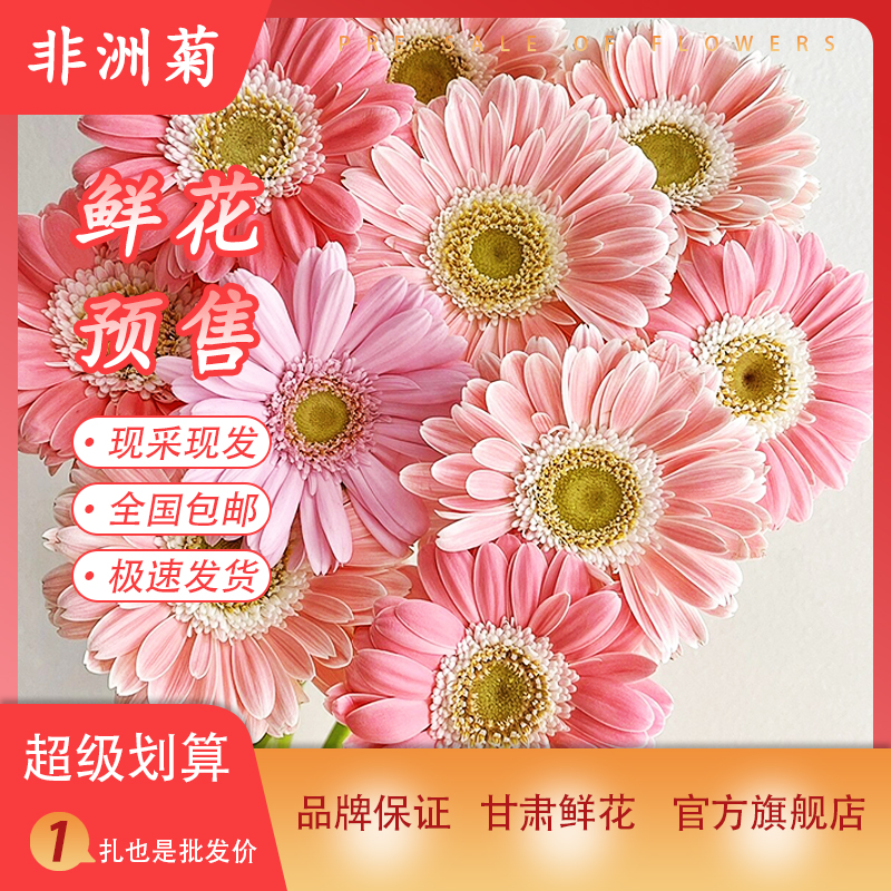 非洲菊粉鲜花