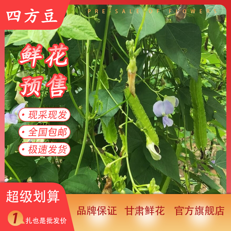 四方豆鲜花