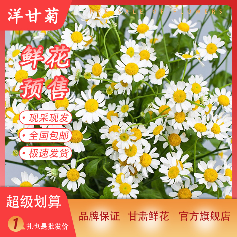 洋甘菊鲜花