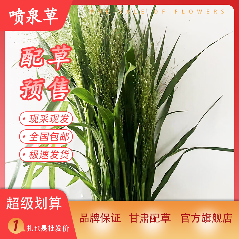 喷泉草鲜花